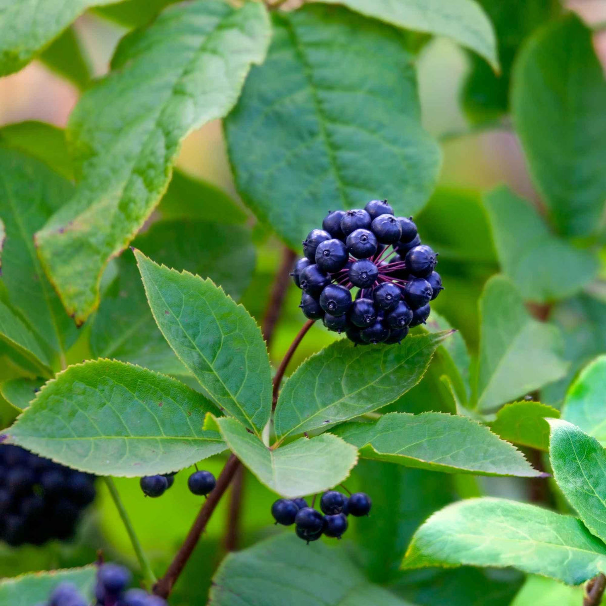 Ginseng sibérien et fatigue : pourquoi cette plante intéresse les scientifiques