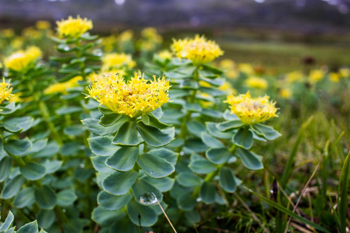 Rhodiola et fatigue mentale : pourquoi cette plante intéresse les scientifiques
