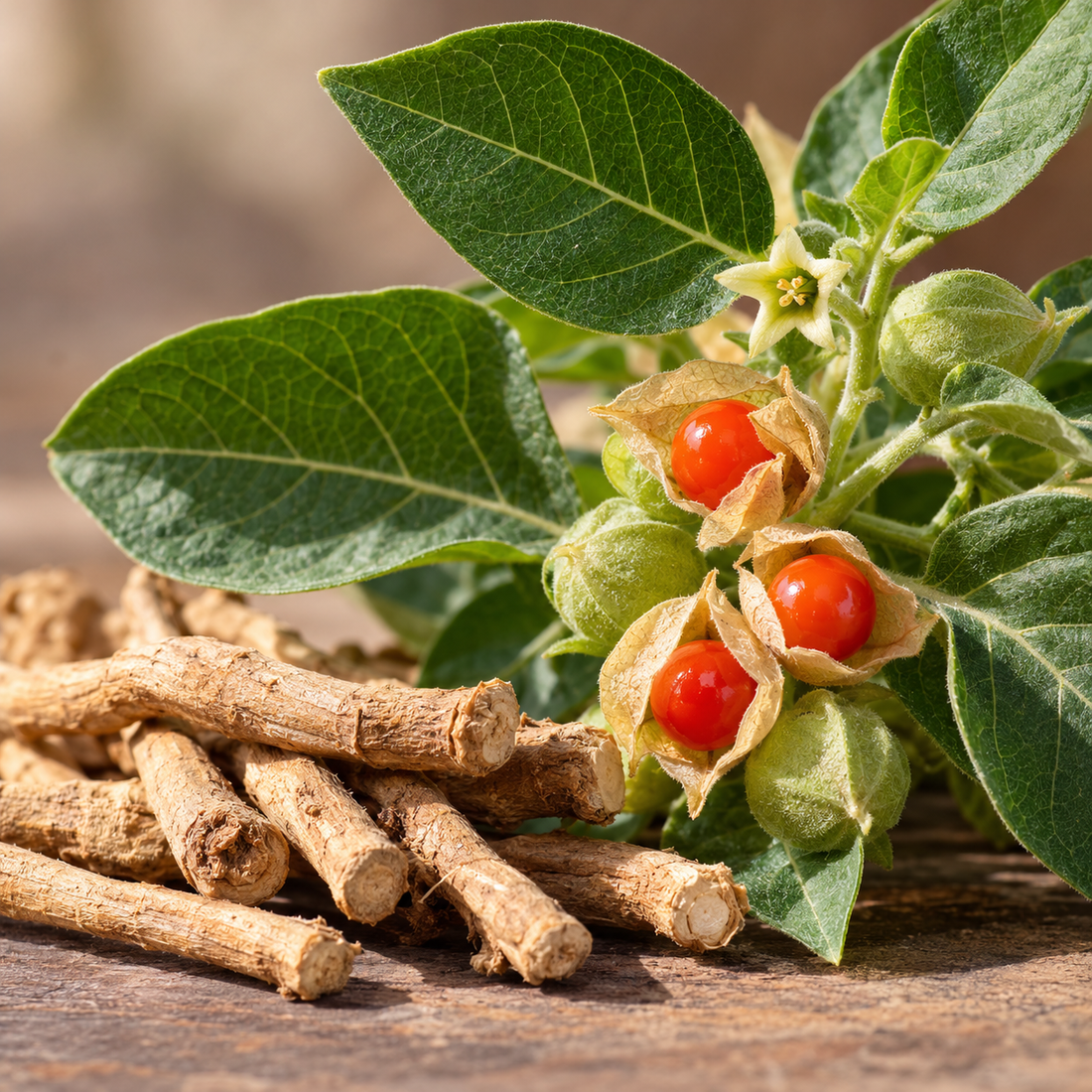 Ashwagandha, stress et cortisol : pourquoi cette plante intéresse les scientifiques.
